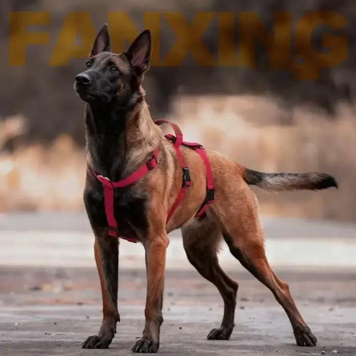 Harnais gilet d'entraînement réglable pour chien