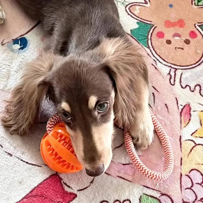 Jouet pour chien, balle distributrice de friandises en corde de coton durable