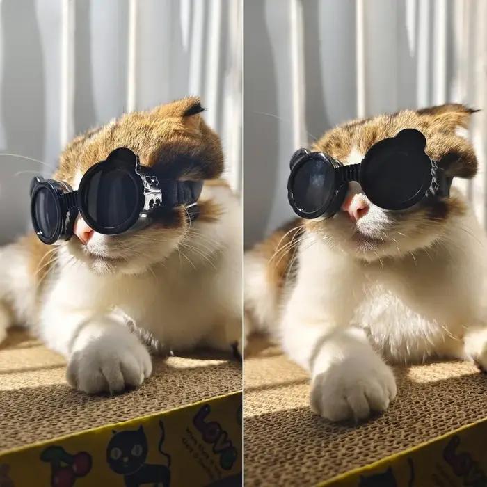 Lunettes de soleil pour animaux de compagnie