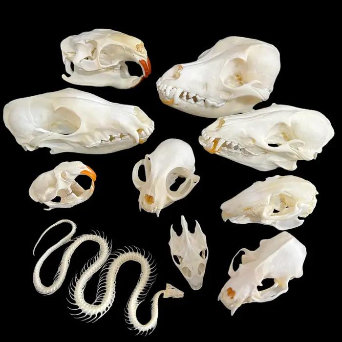 Collection exquise de 1 à 10 os d'animaux naturels (crânes) pour l'artisanat