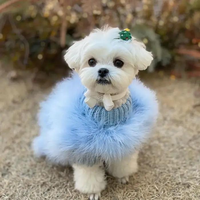 INS nouvelles dames européennes et américaines dinde cheveux automne et hiver chaud chien pull animal de compagnie