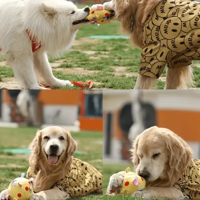 Jouet interactif pour chien avec balle sonore