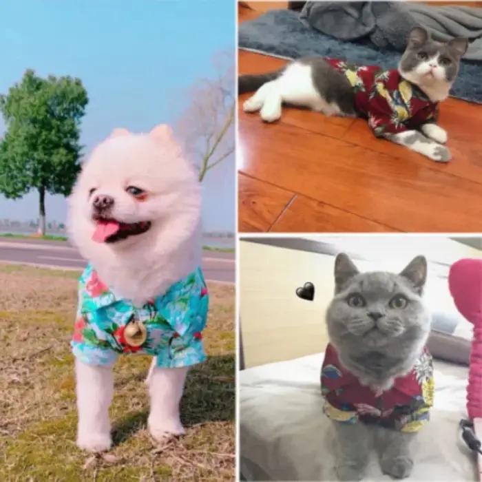 Chemise de plage hawaïenne en forme d'ananas pour chiens de petite à moyenne taille
