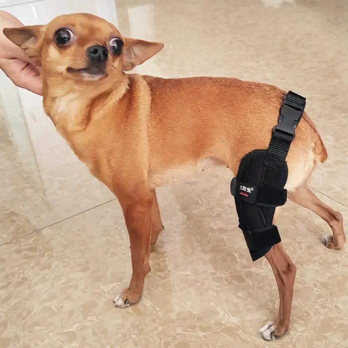 Genouillère pour chien pour Acl déchiré