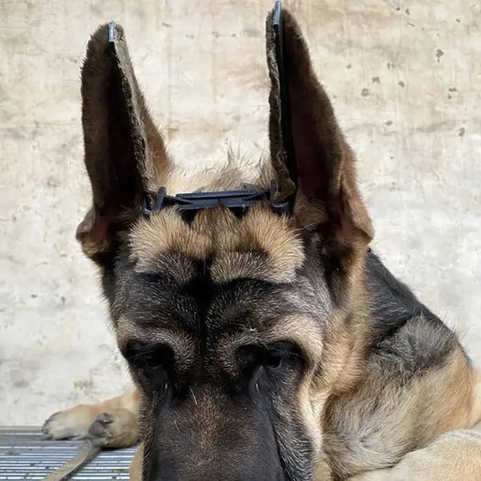 Outil correcteur de support d'oreille de chien