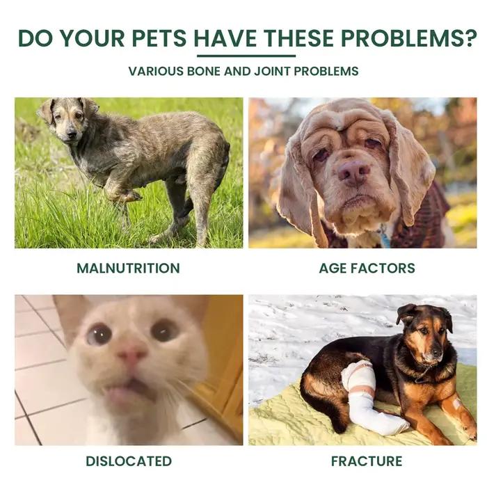 Complément alimentaire pour les articulations des chiens pour soulager l'arthrite et améliorer la mobilité