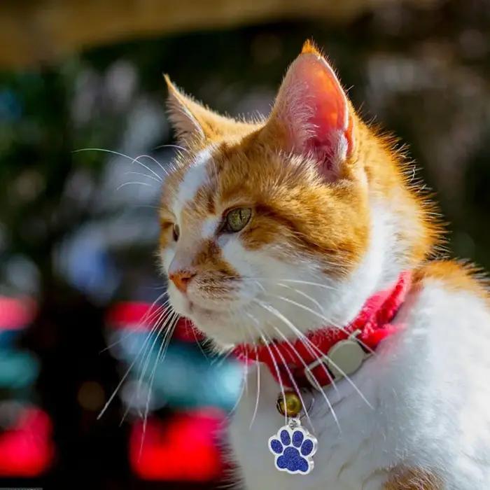 Étiquette d'identification personnalisée pour animaux de compagnie