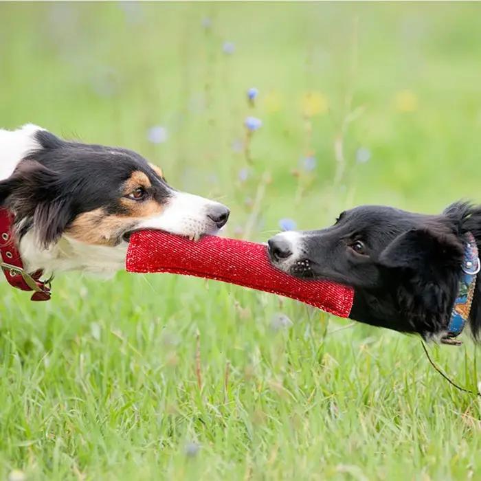Jouets molaire interactifs pour animaux de compagnie