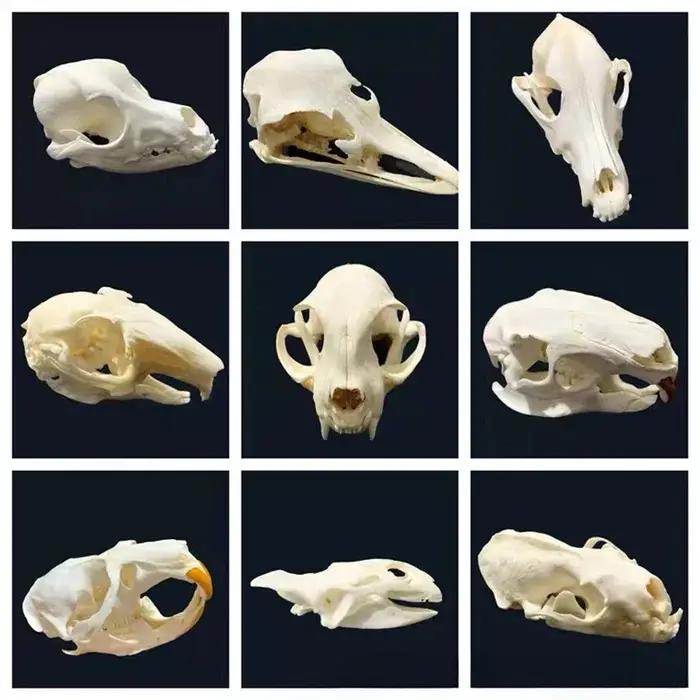 Crocodiles de taxidermie animale
