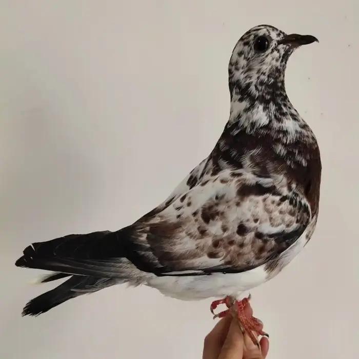 Support de taxidermie de Pigeon hyper-réaliste-échantillon réaliste pour la décoration intérieure