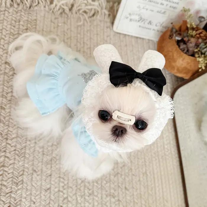 Accessoires pour chiens : Bandeau anti-salissure pour petits chiens