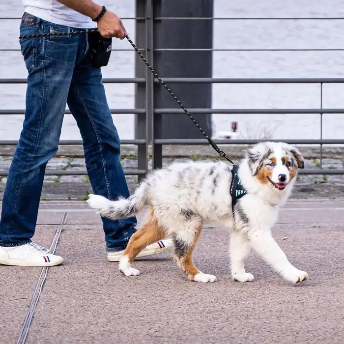 Laisse pour chien de compagnie de 2M avec poignée rembourrée douce