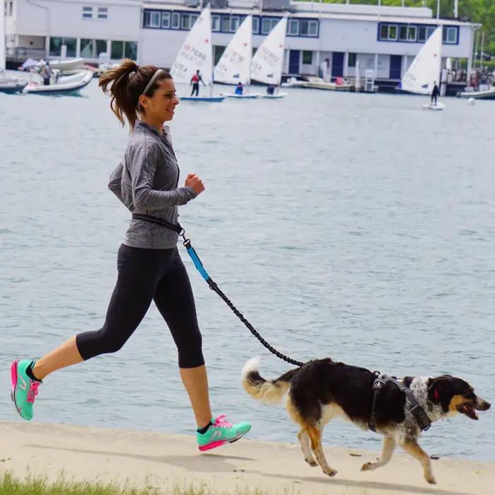 Laisse pour chien mains libres pour la promenade