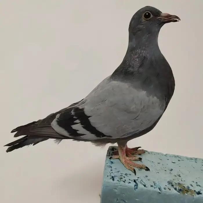 Support de taxidermie de Pigeon hyper-réaliste-échantillon réaliste pour la décoration intérieure