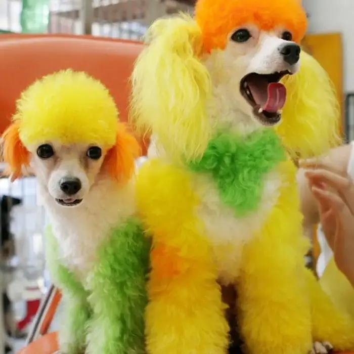 Crème colorante pour poils d'animaux de compagnie semi-permanente application facile pour chiens et chats avec couleurs vibrantes pour événements spéciaux