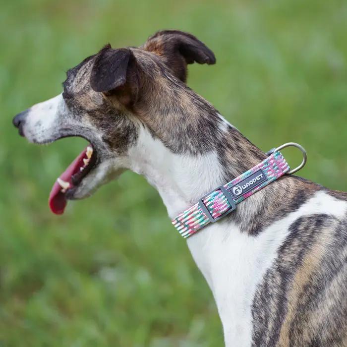 Ensemble de laisses et de colliers pour chiens de petite