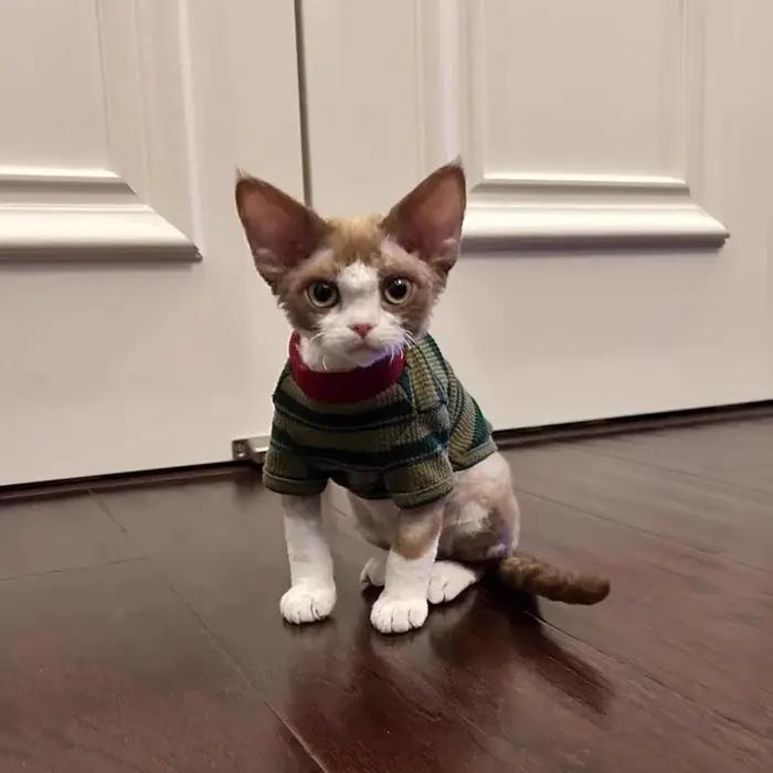 Adorable gilet rayé vert pour petits chiens et chats