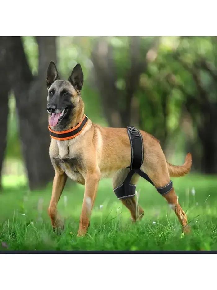 Orthèse orthopédique de hanche pour chien soulagement de douleur dysplasie de la hanche support pour chiens occaions spéciales