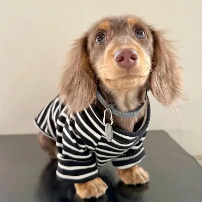 T-Shirt rayé printemps-automne pour petits chiens Wiener, manteau Long sans manches pour chiens teck