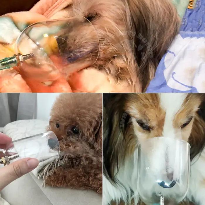 Masque à oxygène pour animaux de compagnie