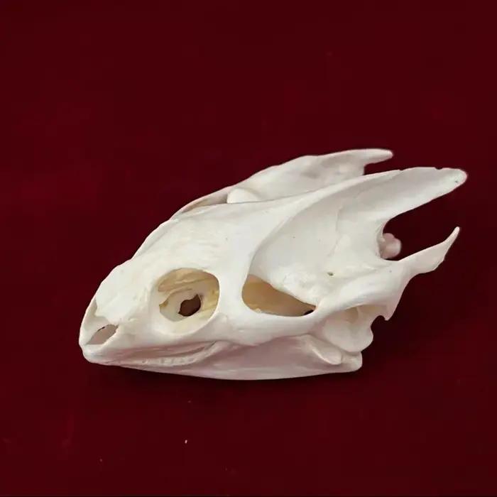 Crocodiles de taxidermie animale