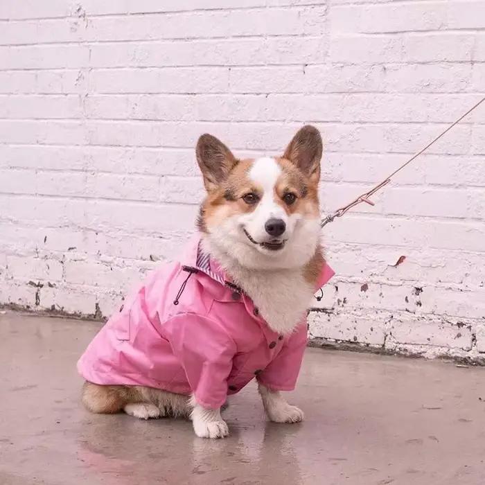 Manteau imperméable et coupe-vent de haute qualité pour chiens de petite