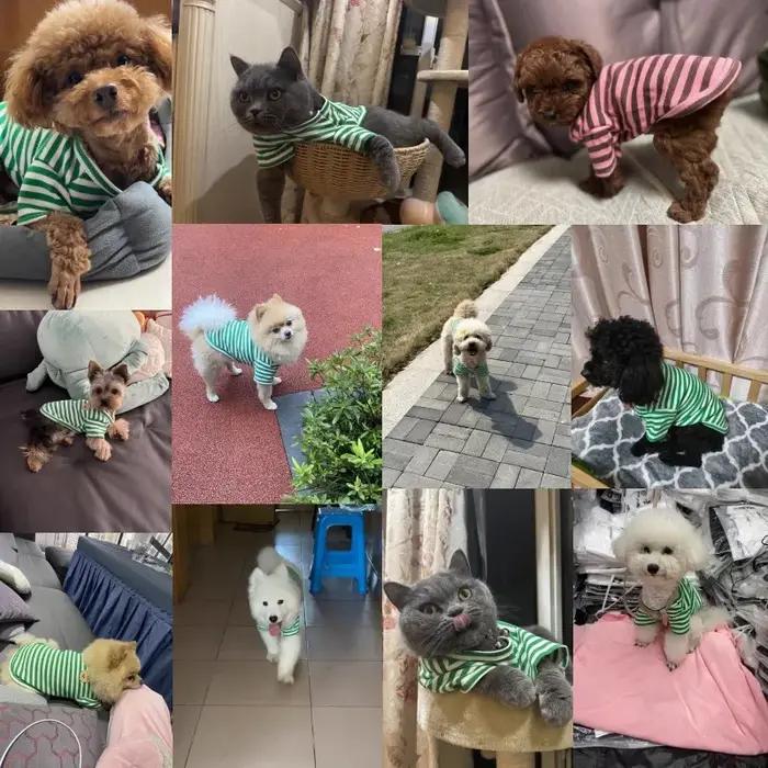 Vêtements d'été pour animaux de compagnie pour petits chiens