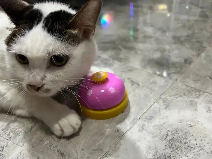 Cloche d'Entraînement Interactive pour Chien et Chat