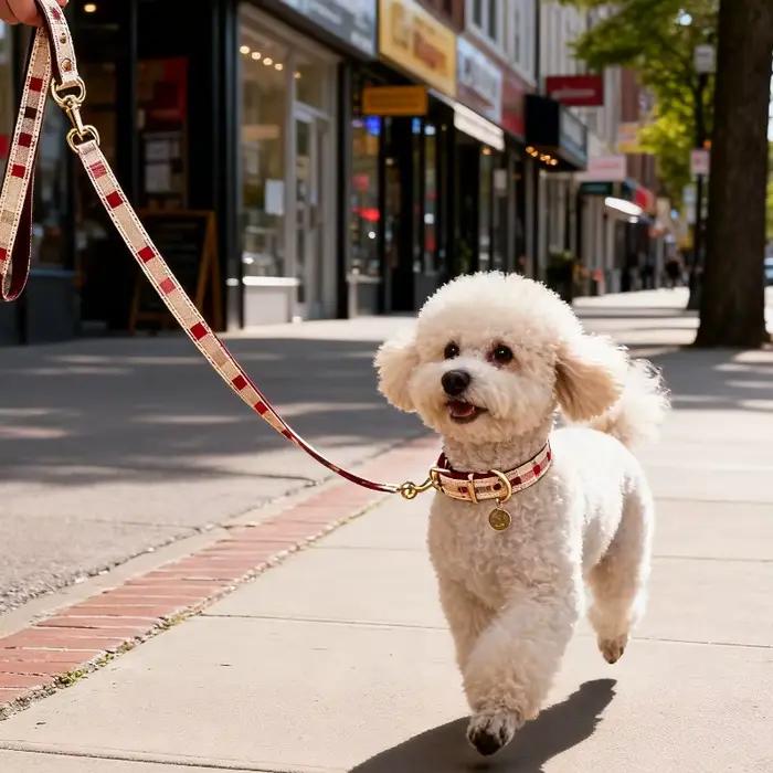 Ensemble de collier en cuir rayé pour chiot élégant à offrir pour chiens de petite taille sorties en famille