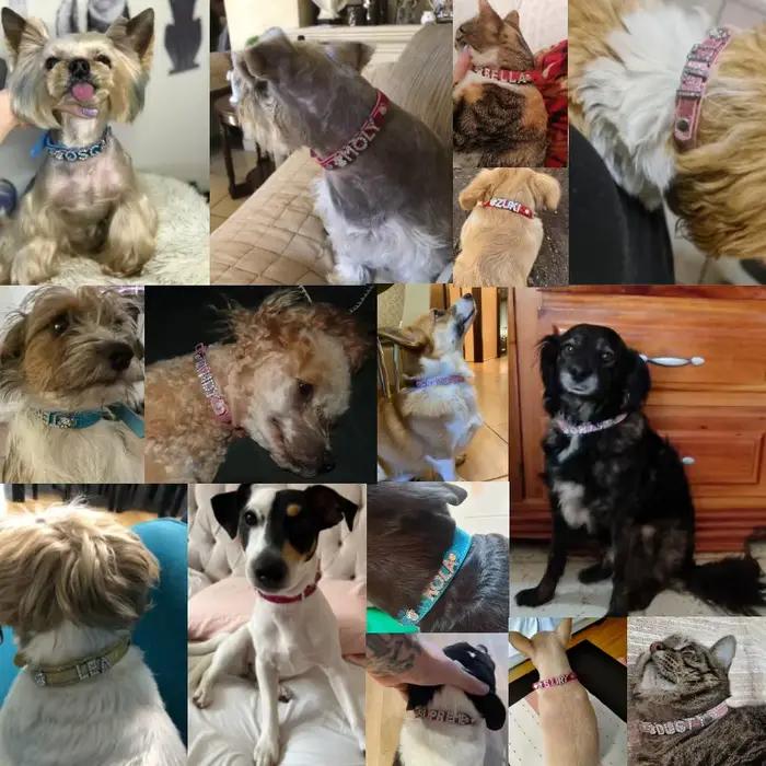 Animaux de compagnie nom étiquette collier de chien Bling strass bricolage nom chiot chat colliers en cuir pour petits