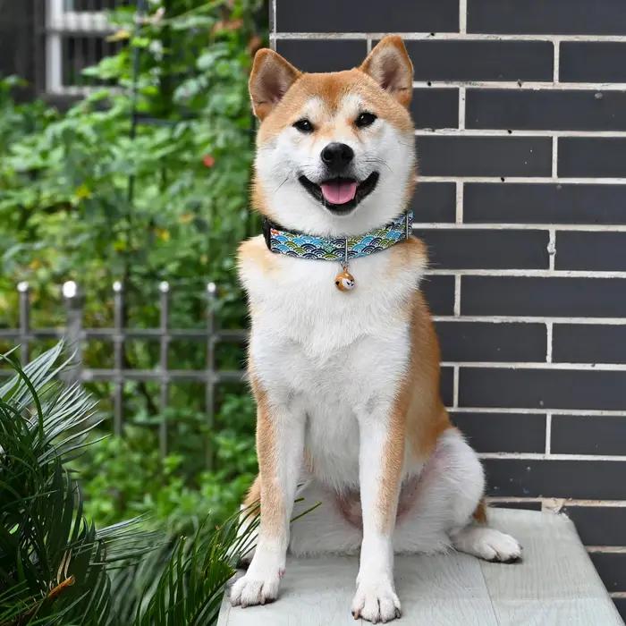 Collier de chien en coton imprimé Petkit pour chiens de toutes les étapes de vie occasions spéciales
