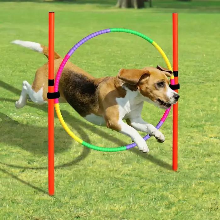 Équipement d'entraînement d'agilité pour chien