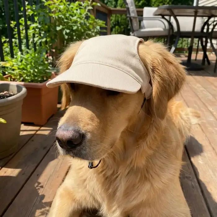 Casquette de baseball ajustable pour chien avec trous pour les oreilles