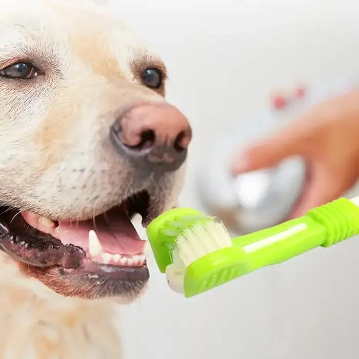 Brosse à dents pour animaux de compagnie