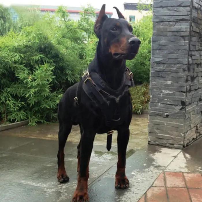 Harnais pour chien de grande taille en cuir véritable