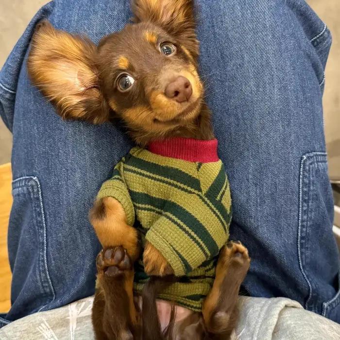 Adorable gilet rayé vert pour petits chiens et chats