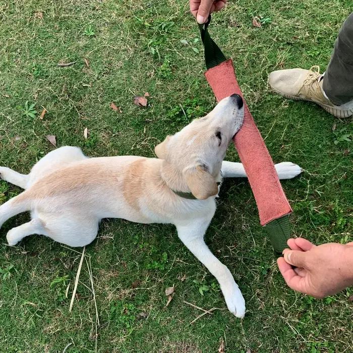 Jouet de traction pour chiens en cuir de vachette avec 2 poignées robustes
