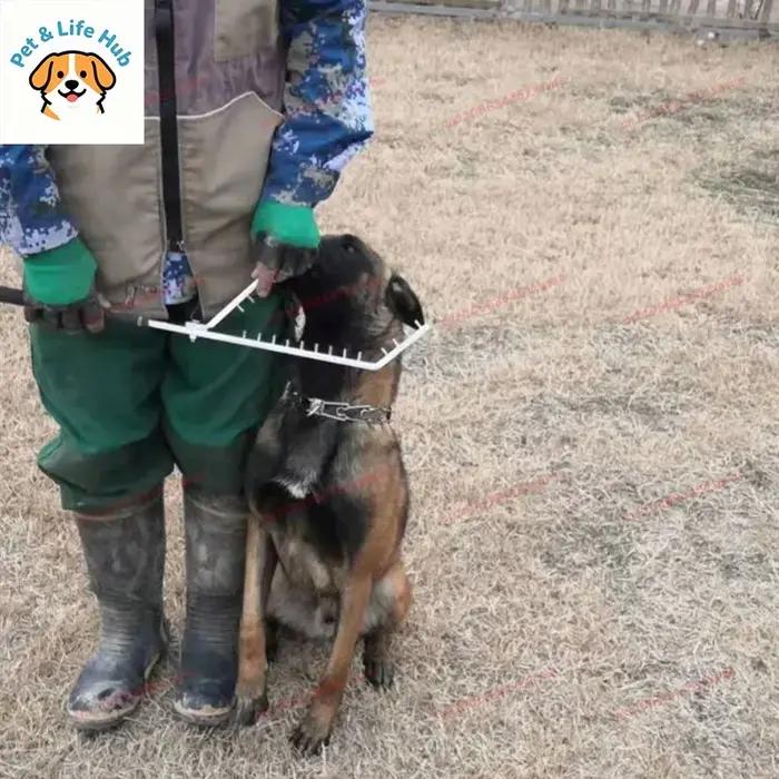 Entraînement pour chiens outil anti-corbeau en acier inoxydable pour promenades en forêt et parcs publics usage et cadeau idéal