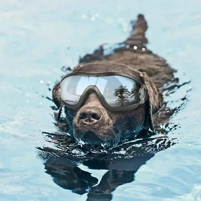 Lunettes de soleil réglables pour animaux de compagnie