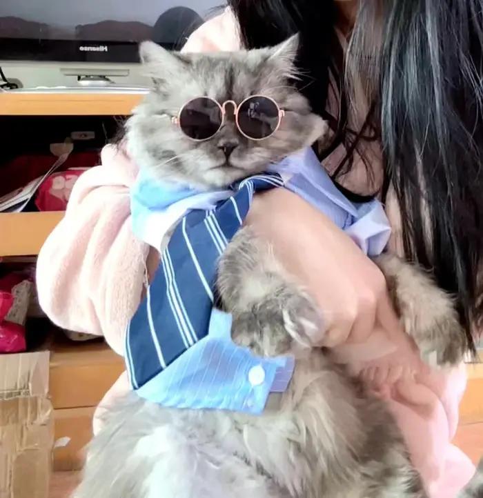 Chemise en coton fine pour petits chiens et chats