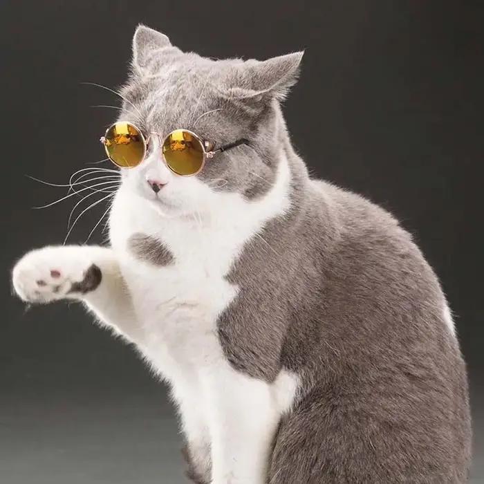 Lunettes de soleil rondes amusantes pour petit chien et chat