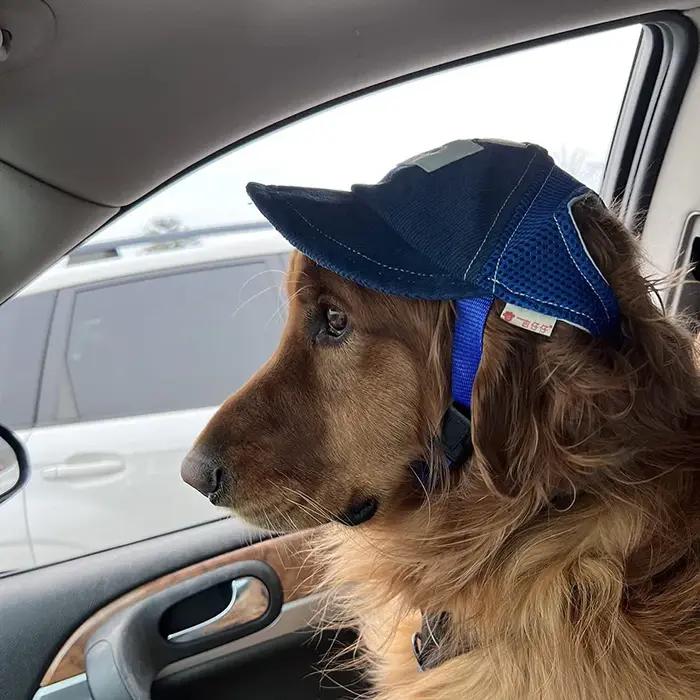 Casquette pour chien avec trous pour les oreilles