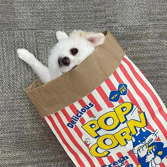 Jouet à mâcher sonore en forme de sac de pop-corn pour chien et chat divertissant et relaxant pour occasions spéciales