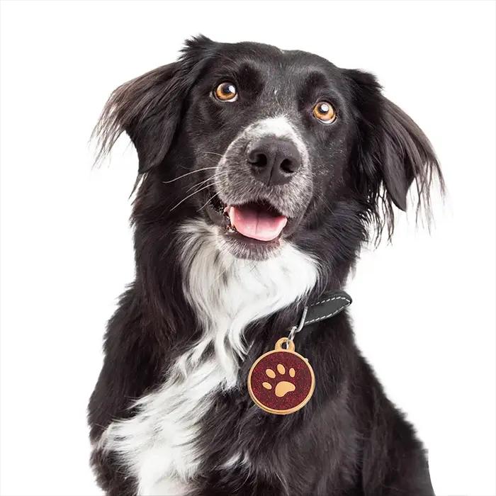 Étiquette d'identification de chien anti-perte personnalisée