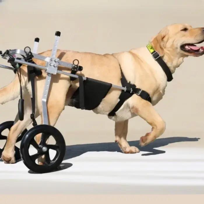 Fauteuil roulant pour chien acier inoxydable aide à la rééducation mobilité paralysie spondylite occasions spéciales