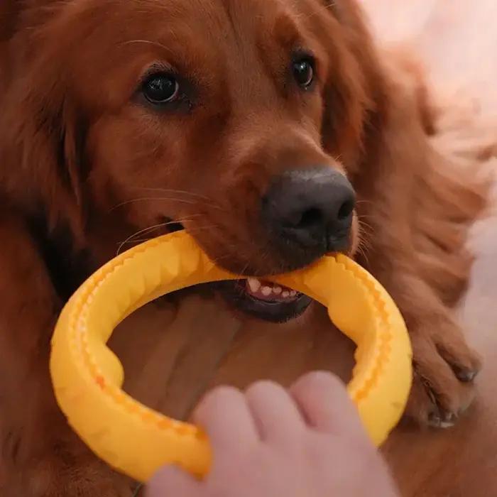 Anneau d'entraînement pour chien