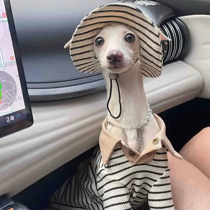 Ensemble de vêtements pour Whippet en coton kaki avec polo à rayures, chapeau et poche pour chien de chasse italien pour printemps et automne