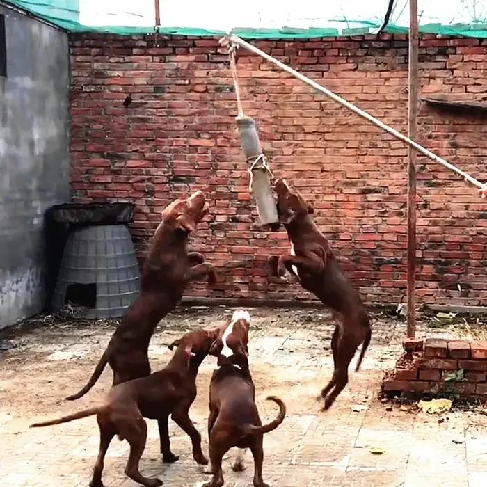 Bâton d'entraînement en cuir de vache pour chien de grande taille