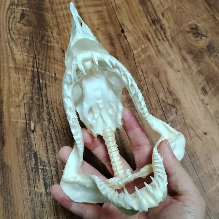 Grand crâne de poisson