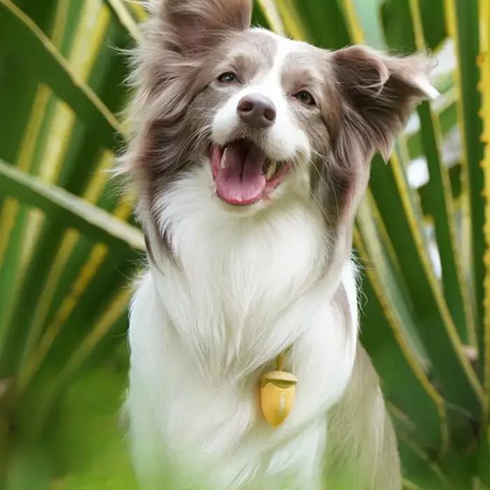 Pendentif Led qui brille dans le noir pour chien